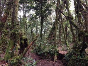 Cameron Highlands-060